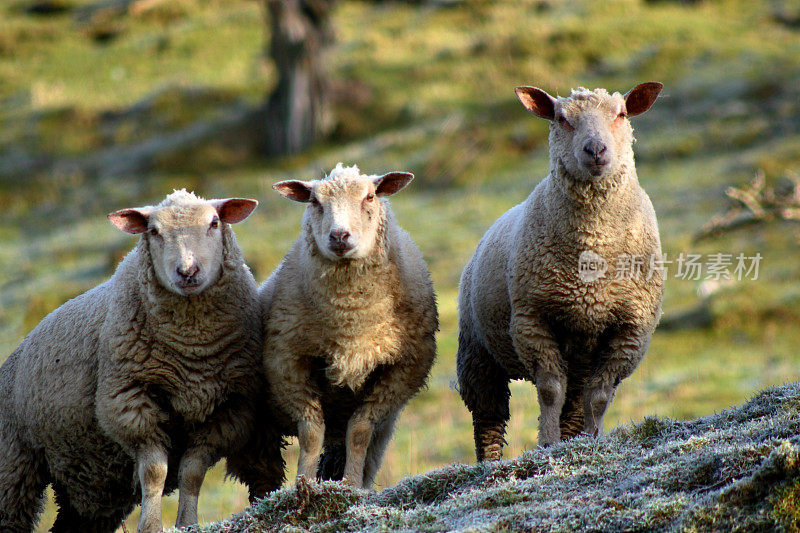 三个羊