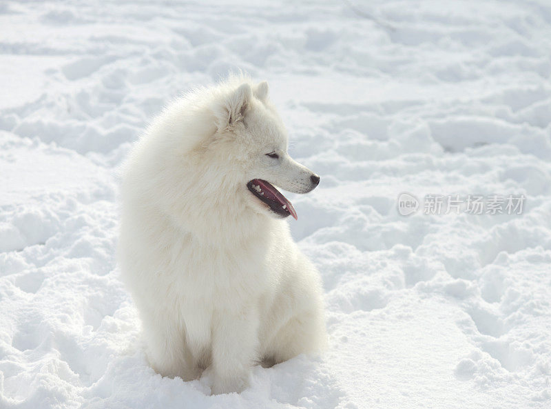 冬天的萨摩耶狗