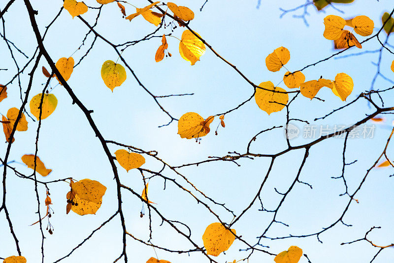秋天，美丽的自然背景与复制空间