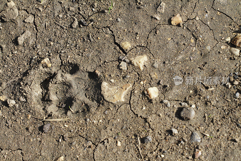 软泥上有狐狸的脚印