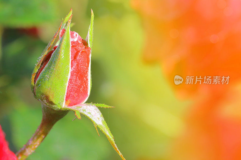 玫瑰花蕾与露珠背景