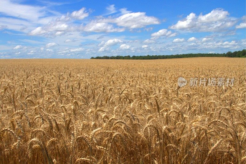 种植粮食的土地