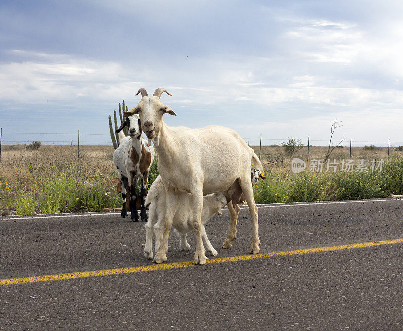 墨西哥，一群山羊挡住了道路。