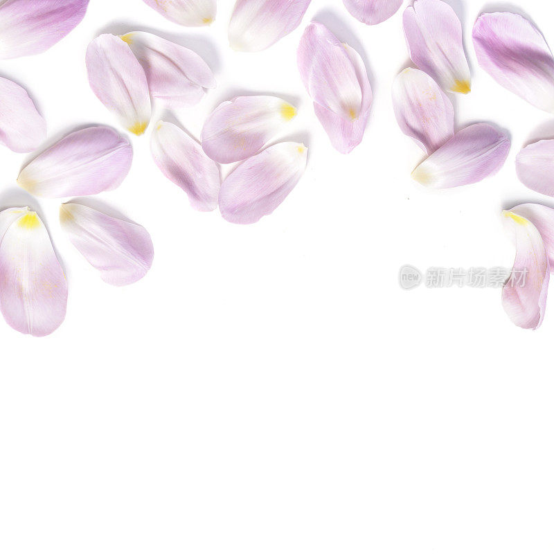 白色背景上的粉色郁金香花瓣