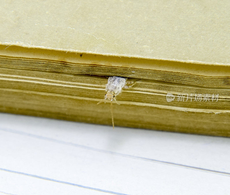 《蠹虫》被书页压碎了。有害的书籍和报纸。以纸蠹虫为食的昆虫