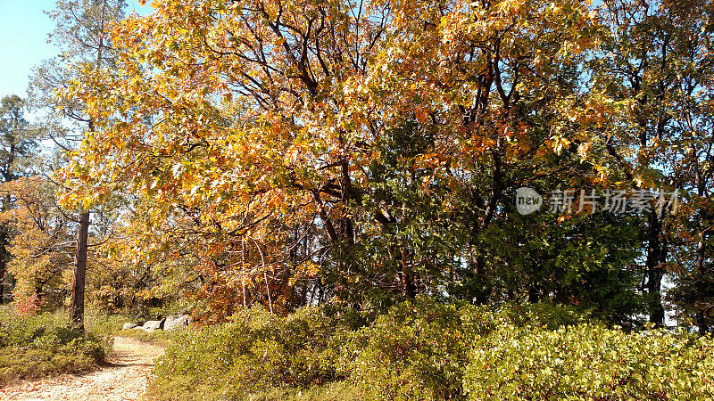 在加州索诺拉附近的内华达山脉山麓，秋天的橡树和落叶
