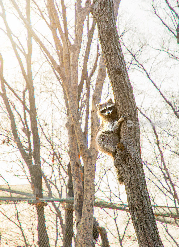 毛茸茸的浣熊坐在高高的树上看着。