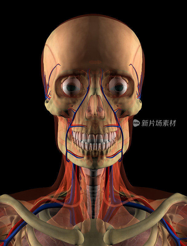 人脸-解剖学