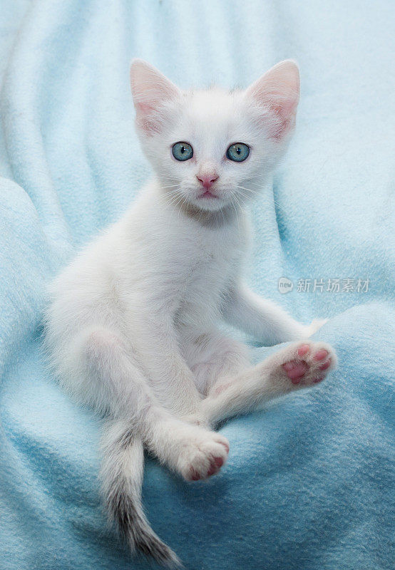 毛茸茸的小白猫坐在蓝色的上面