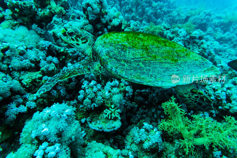 水下的绿色海龟与阳光的背景