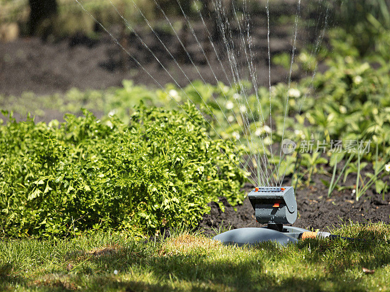 振荡灌溉花园和草坪在日间夏季花园