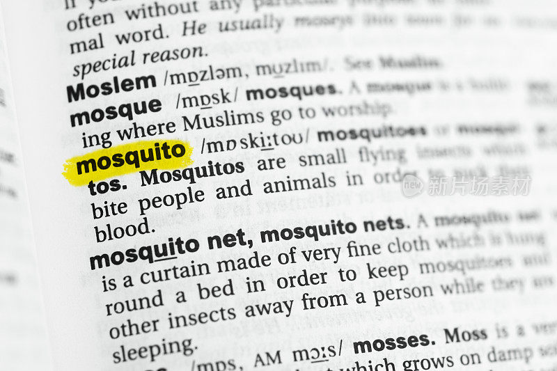 突出英语单词“蚊子”及其定义