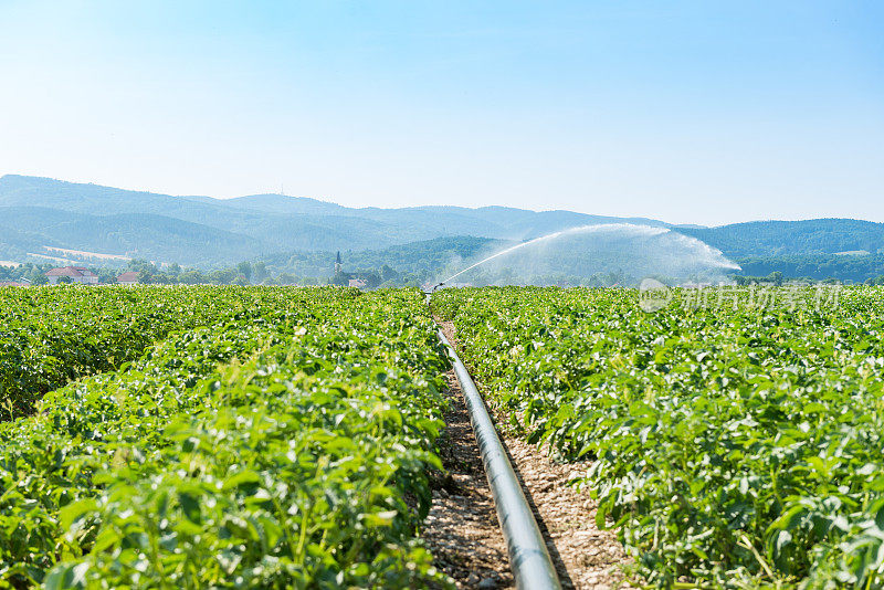 灌溉系统穿过马铃薯田的管道