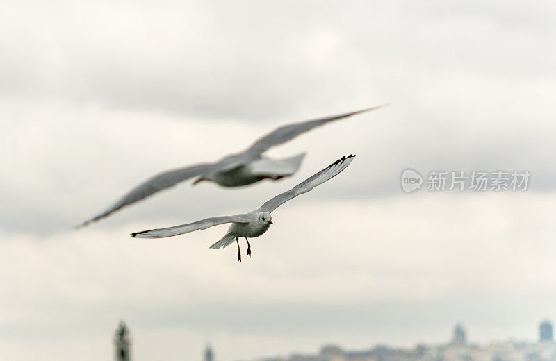 在土耳其伊斯坦布尔，野生海鸥飞过博斯普鲁斯海峡觅食