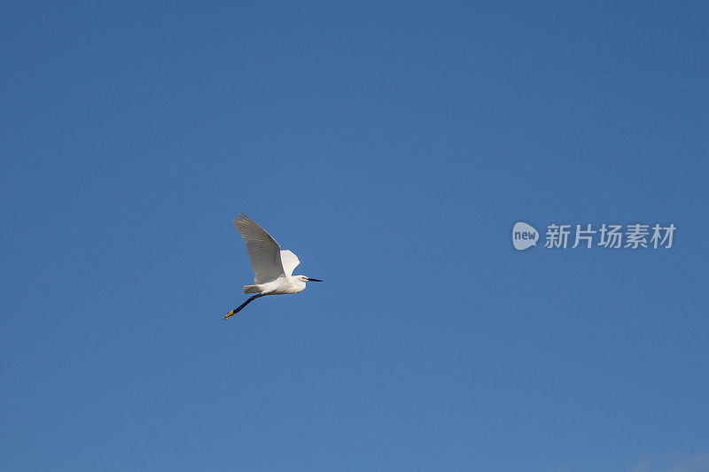 里海燕鸥飞行