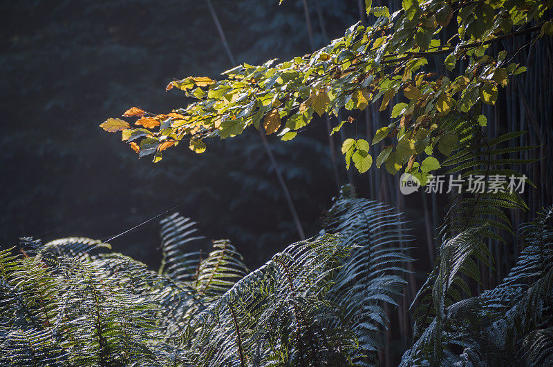 一般的秋天风景如画的森林林地，森林树木的叶子颜色