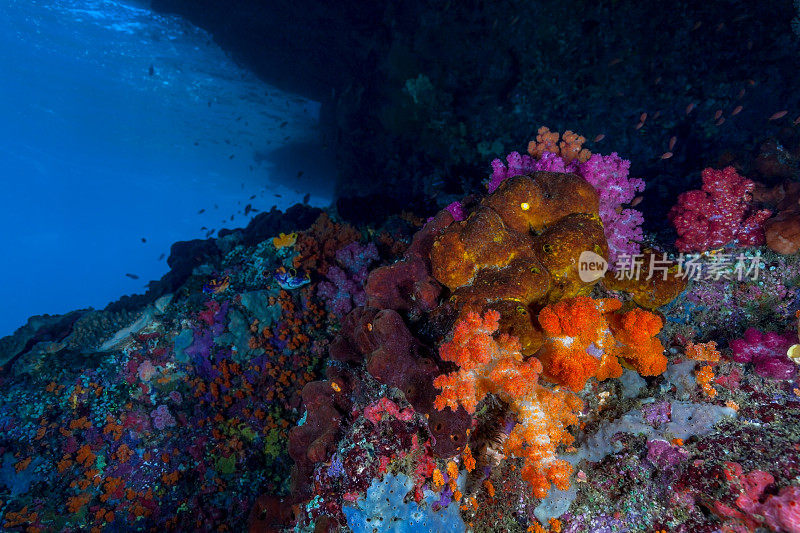 印尼米苏尔岛东南部，海浪切槽下美丽的珊瑚花园