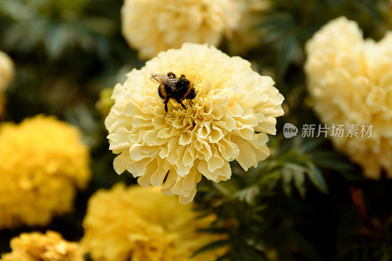 大黄蜂落在一朵花上