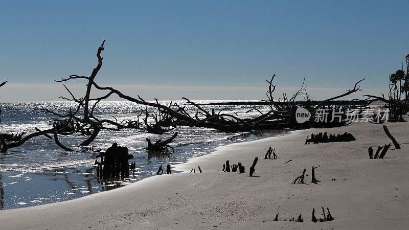 狩猎岛州立海滩侵蚀海岸，水中倒下的树木