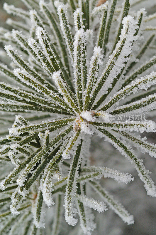 白雪覆盖的松树树枝