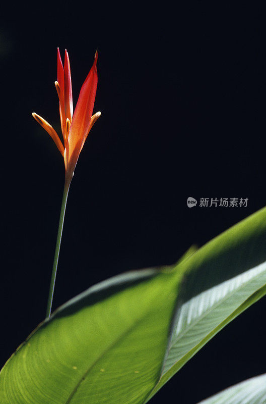 热带花卉