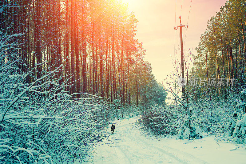 雪地里的森林在冬天的日落。森林里的土路。狗在森林里奔跑