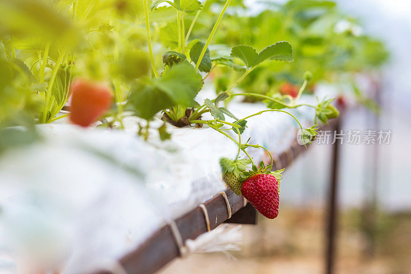 草莓工业种植，草莓水培种植，新鲜草莓大棚种植，草莓田种植，室内草莓农场种植
