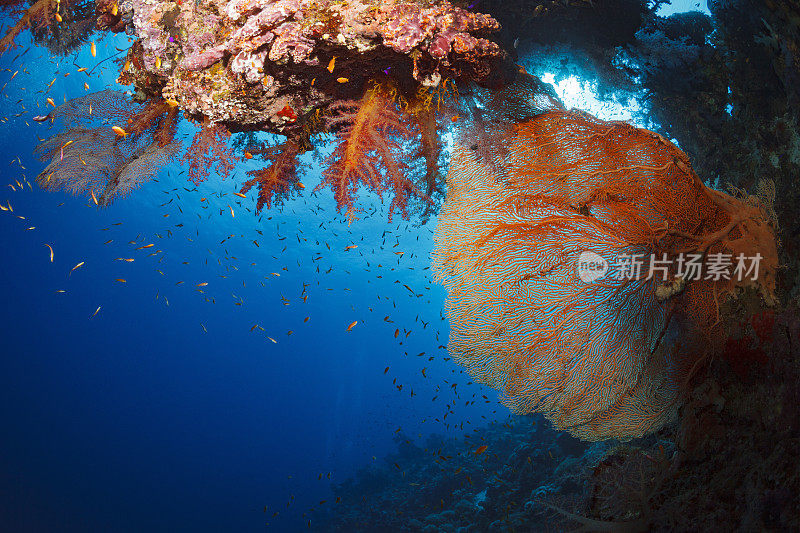 海洋生物潜水者正在探索和享受珊瑚礁水下照片