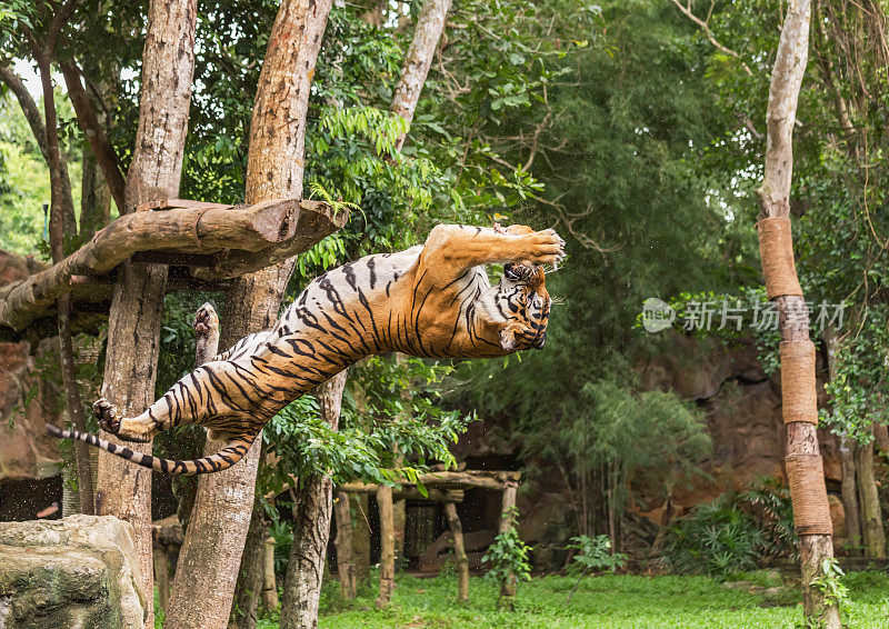 老虎饿了，在动作跳跃，翻筋斗向后抓住诱饵食物
