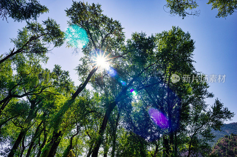 镜头耀斑太阳星树木山景观