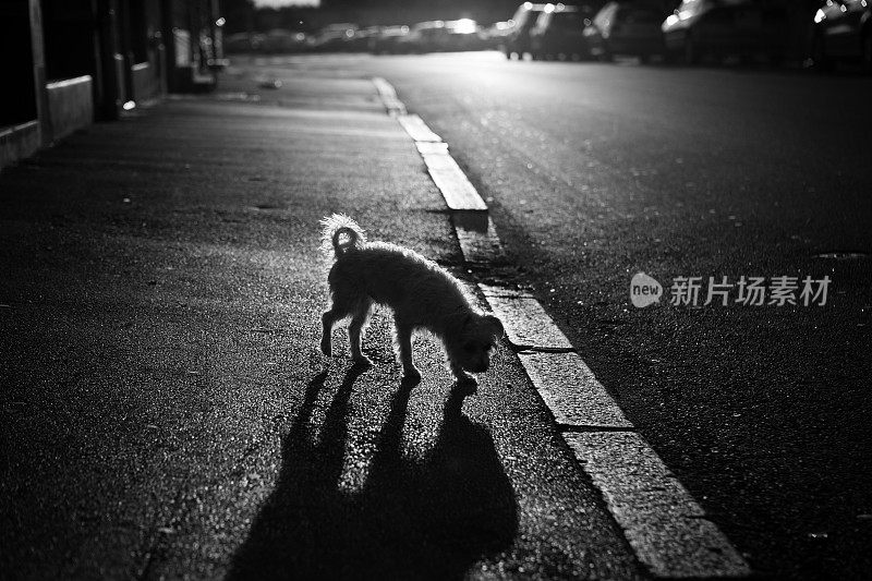 背光下的小狗在街上行走