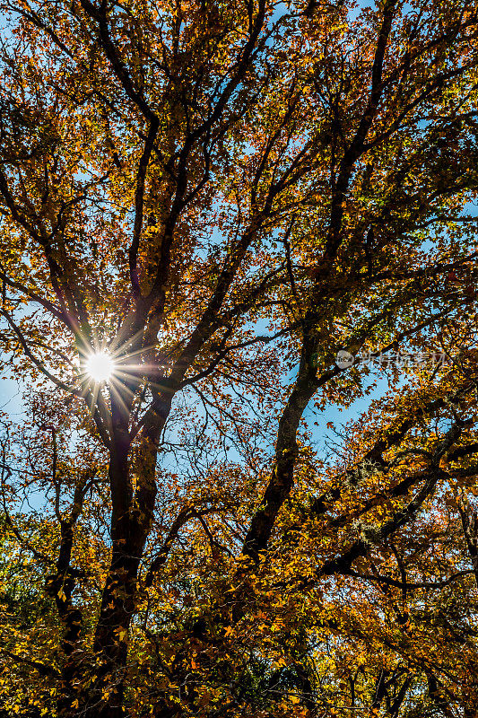 德克萨斯州失落枫树州立公园的日出与秋叶。