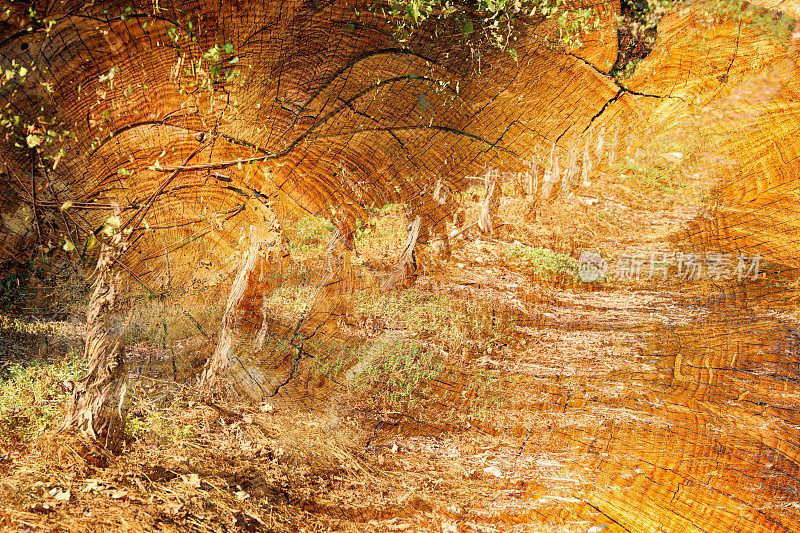 木材和树木在日落时的双重曝光图像