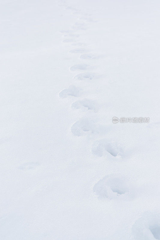 动物的足迹在雪地选择焦点