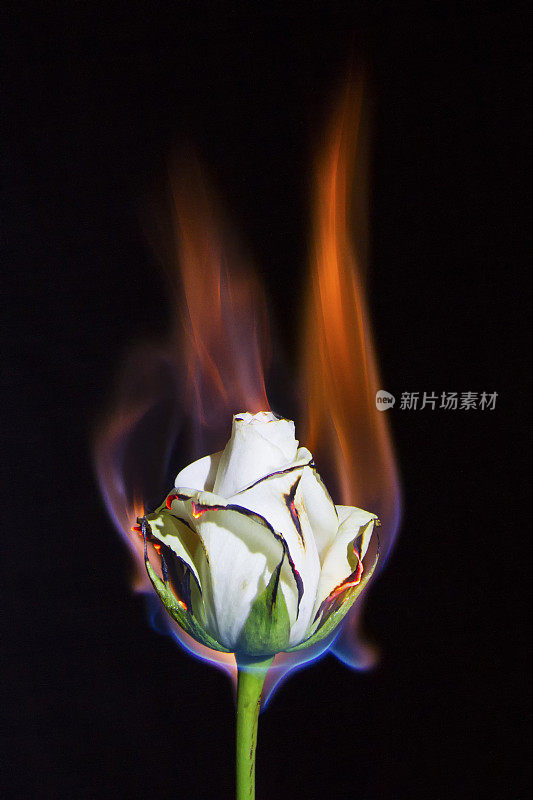 白玫瑰在燃烧，但不会在黑色背景下燃烧