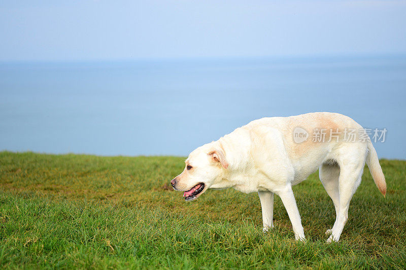 康沃尔一个渔村的拉布拉多寻回犬