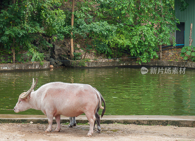 水牛芋头，泰国动物园开放。