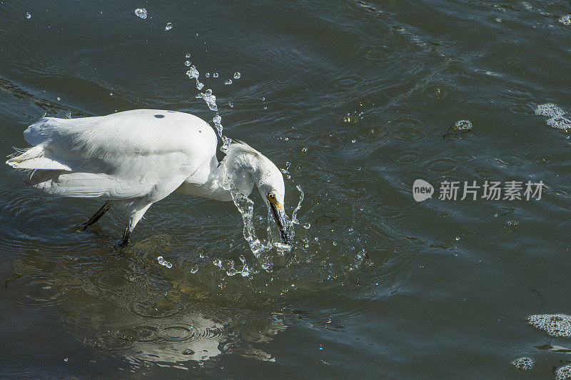 大白鹭在港口水域捕捉小鱼