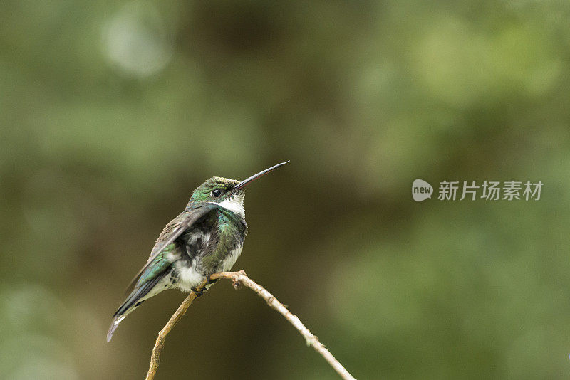 白喉蜂鸟