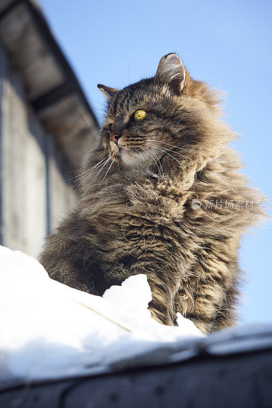 雄伟的西伯利亚猫观看背面蓝天背景