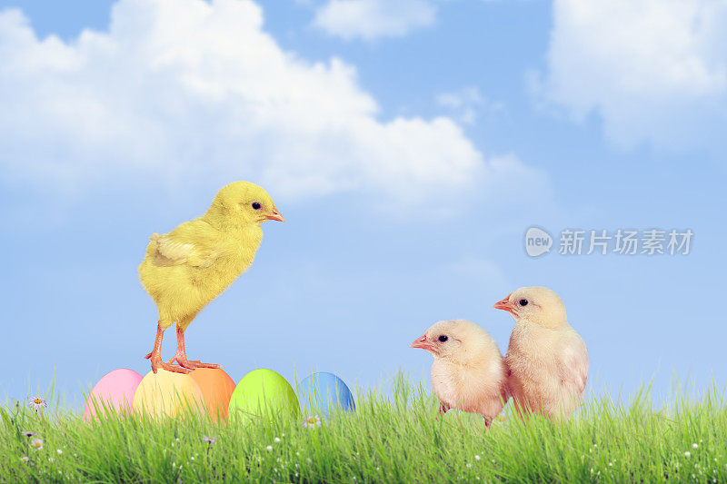 复活节彩蛋和小鸡在绿色的草地上的天空背景