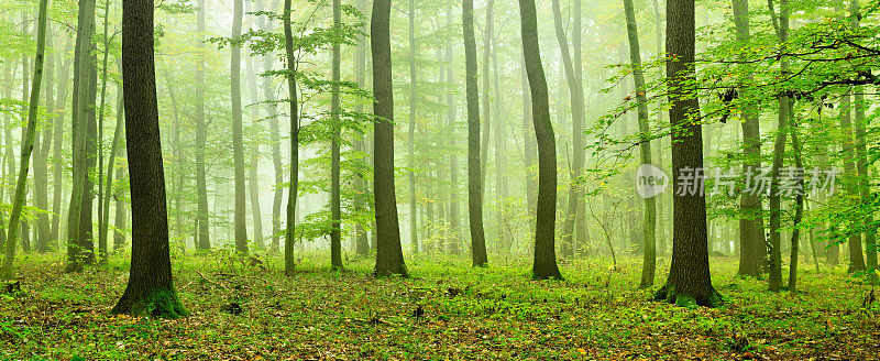 雾森林的橡树和山毛榉树