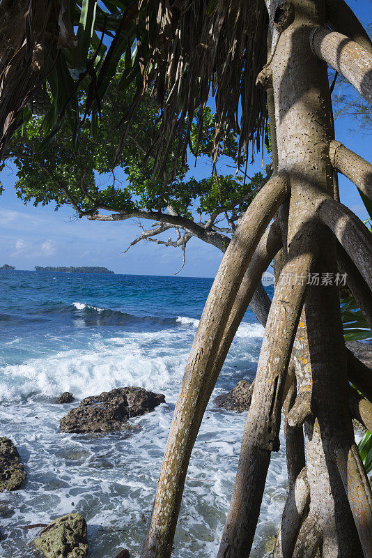 巴布亚新几内亚，马丹岛，克拉科特岛上的露兜树