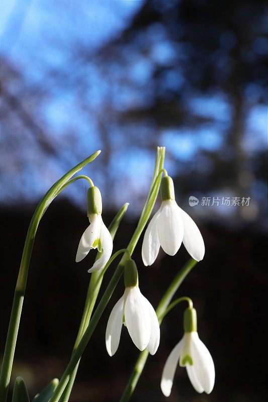 雪花莲在树林里