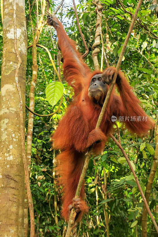 雌性苏门答腊猩猩挂在树上