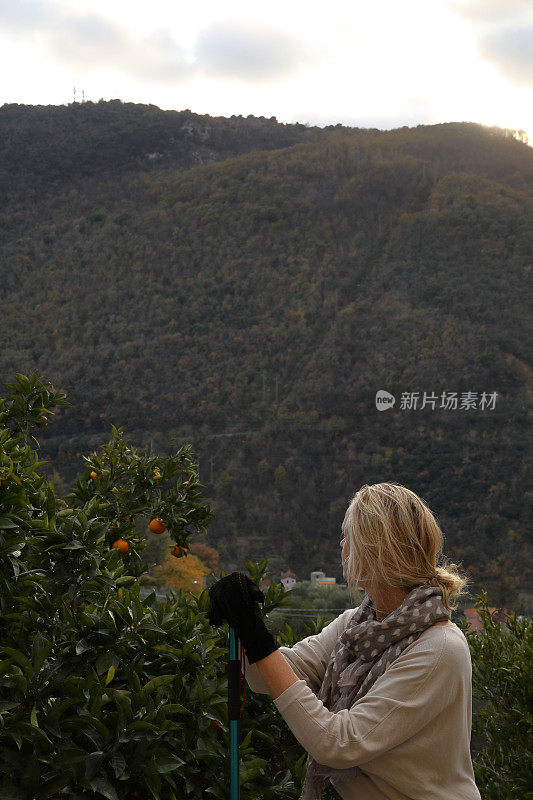 日出时分，女徒步旅行者在橘林上空放松