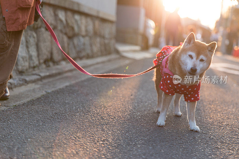 日本柴犬散步