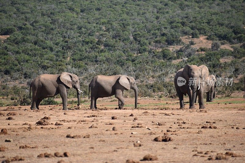 南非科尔切斯特阿多大象公园大象家族的特写