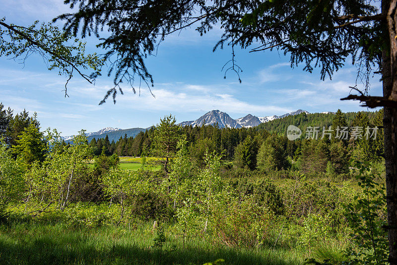 郁郁葱葱的树叶和环绕野湖的奥地利阿尔卑斯山的山景。
