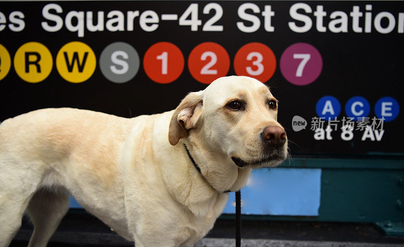 拉布拉多寻回犬和纽约地铁